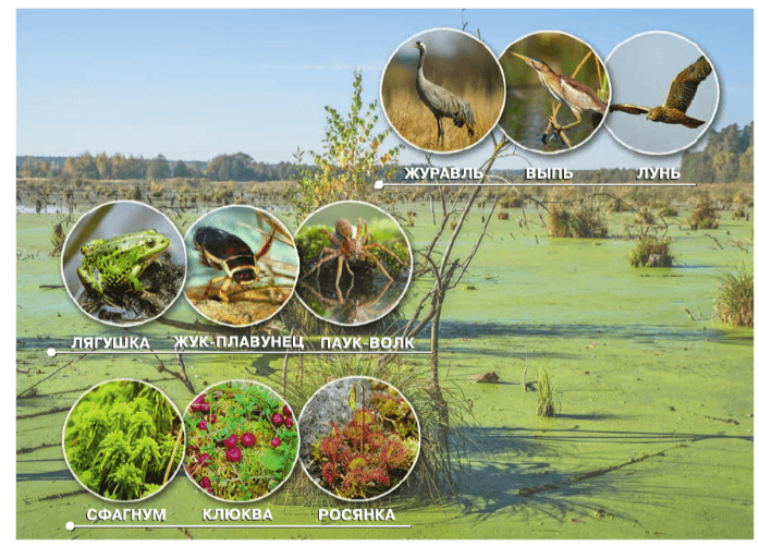 Задание рисунок 1