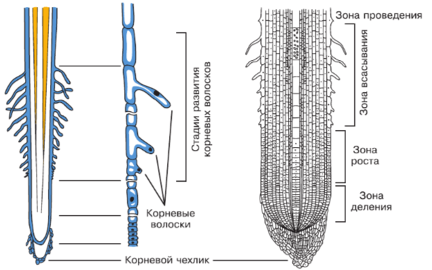 Задание рисунок 1